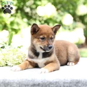 Brynn, Shiba Inu Puppy